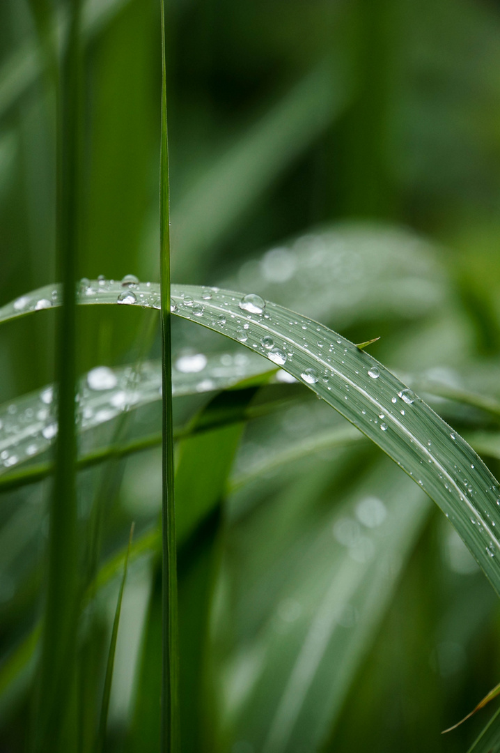 frischer Regen