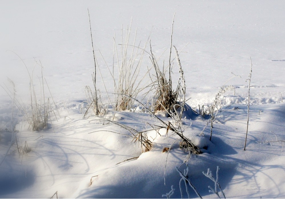 Frischer Schnee