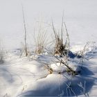 Frischer Schnee