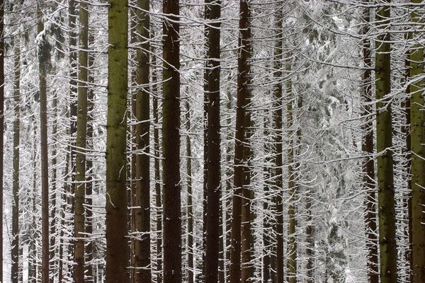 Frischer Schnee im dichten Wald