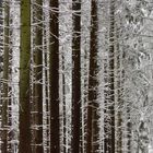 Frischer Schnee im dichten Wald