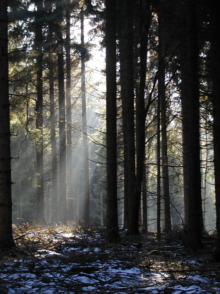 Frischer Schnee im Rothaargebirge