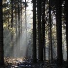 Frischer Schnee im Rothaargebirge