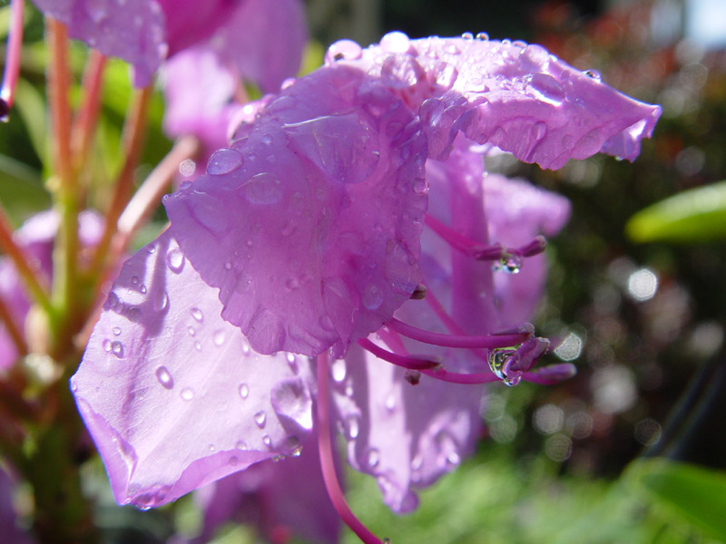 Frischer Sommerregen