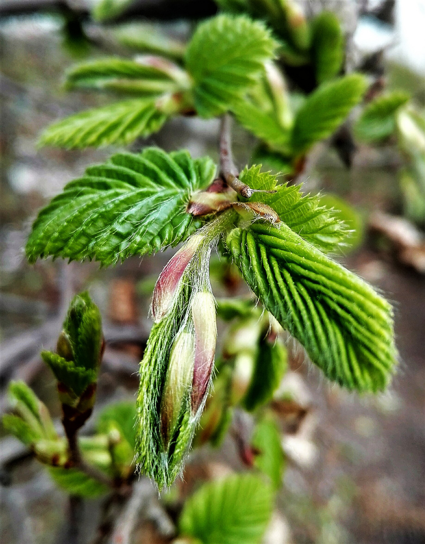 Frischer Trieb der Hainbuchenhecke