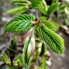 Frischer Trieb der Hainbuchenhecke