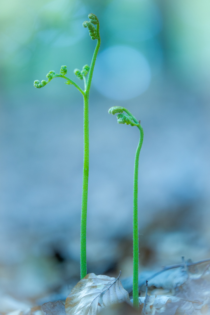 Frischer Waldfarn