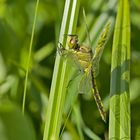   Frischer weiblicher Großer Blaupfeil  