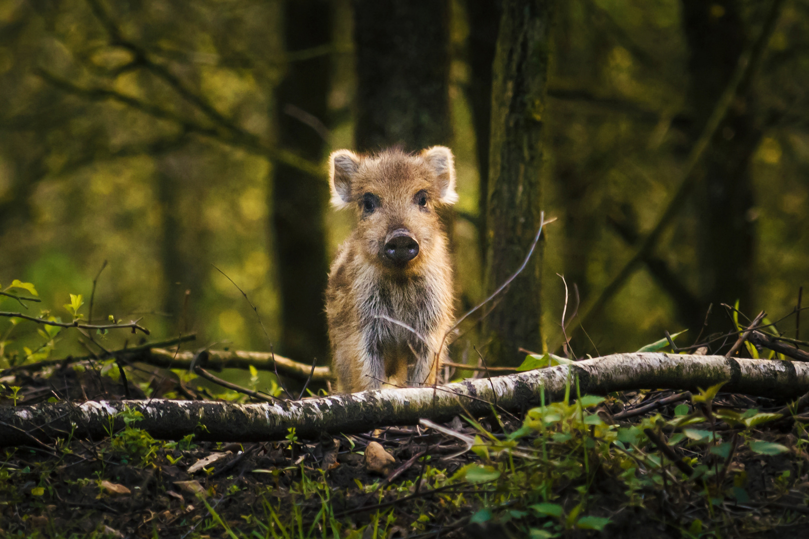 Frischer Wildling