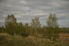 frisches Birkengrün vor dunklen Wolken