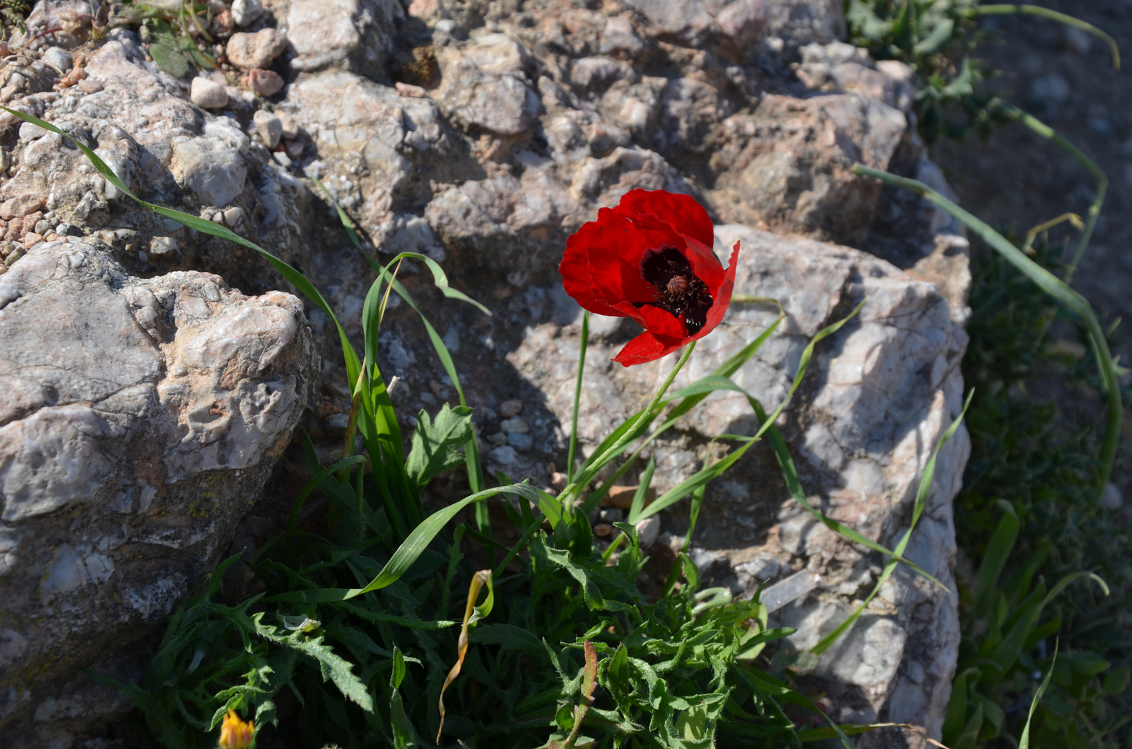 Frisches Blümchen zwischen alten Steinen (Akropolis Athen)