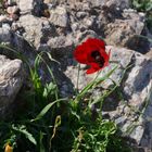 Frisches Blümchen zwischen alten Steinen (Akropolis Athen)