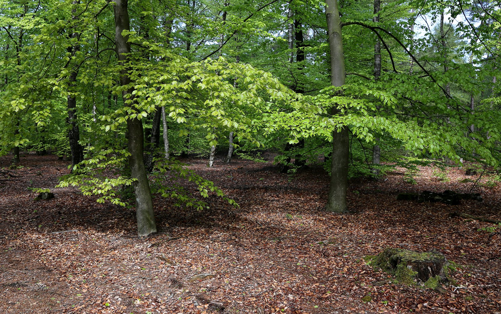 frisches buchengrün