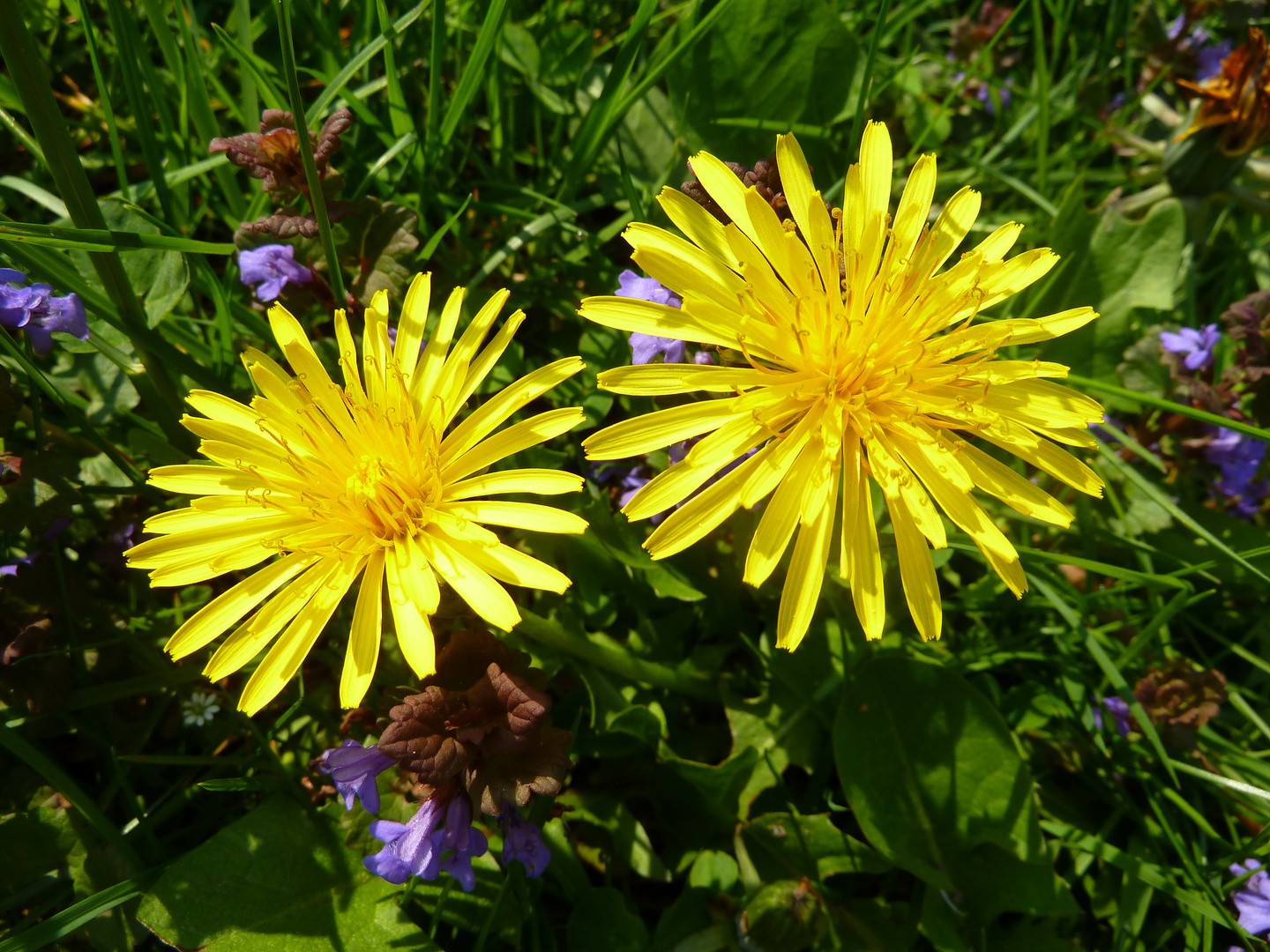 Frisches Frühlings-Gelb