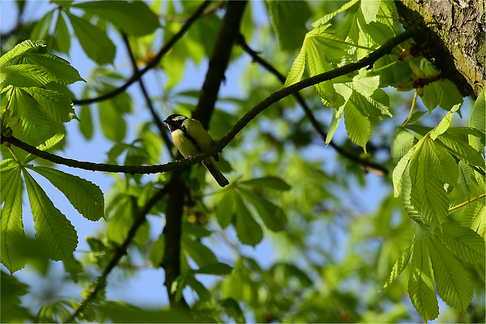 frisches Frühlingsgrün