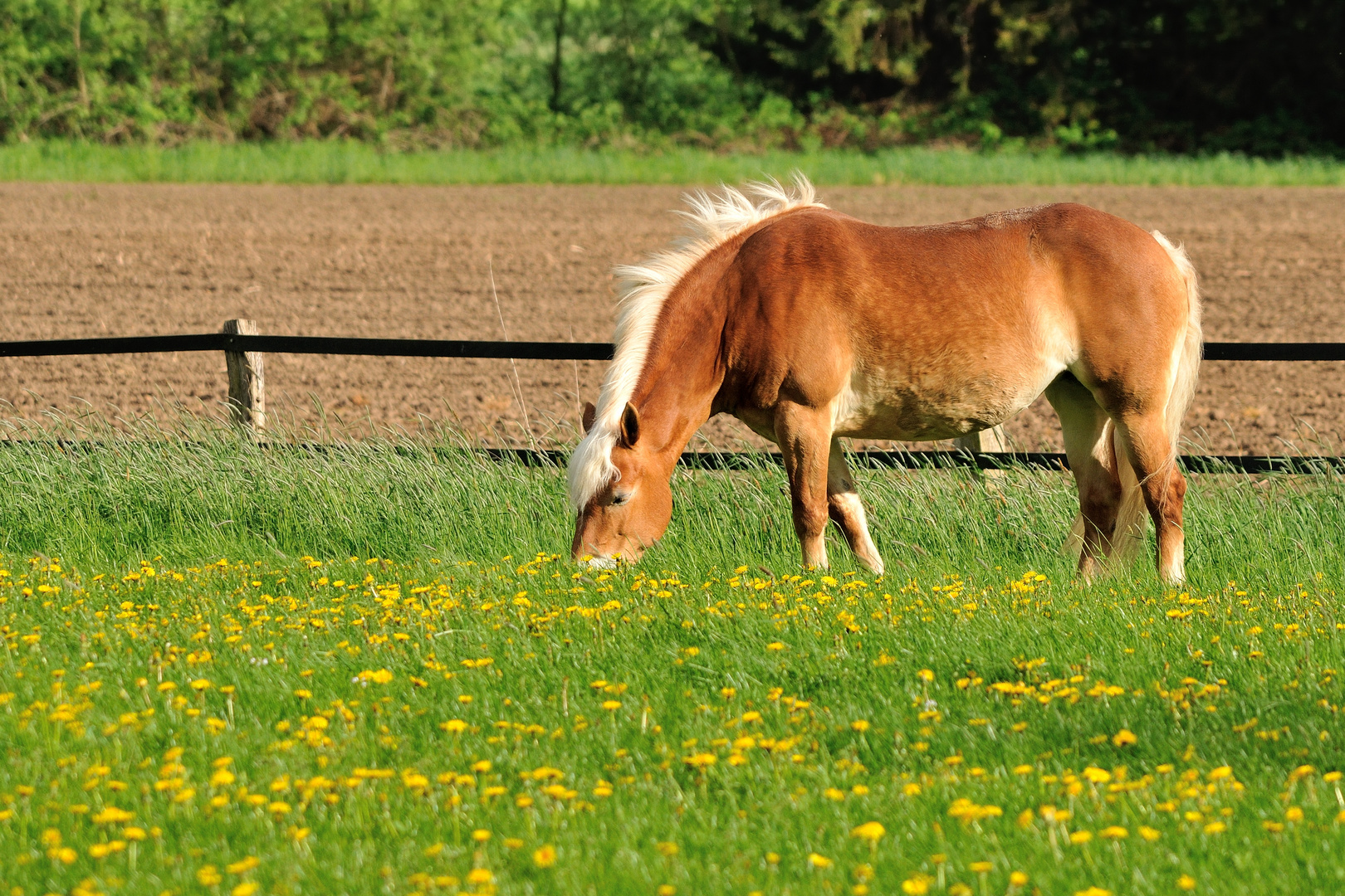 Frisches Futter