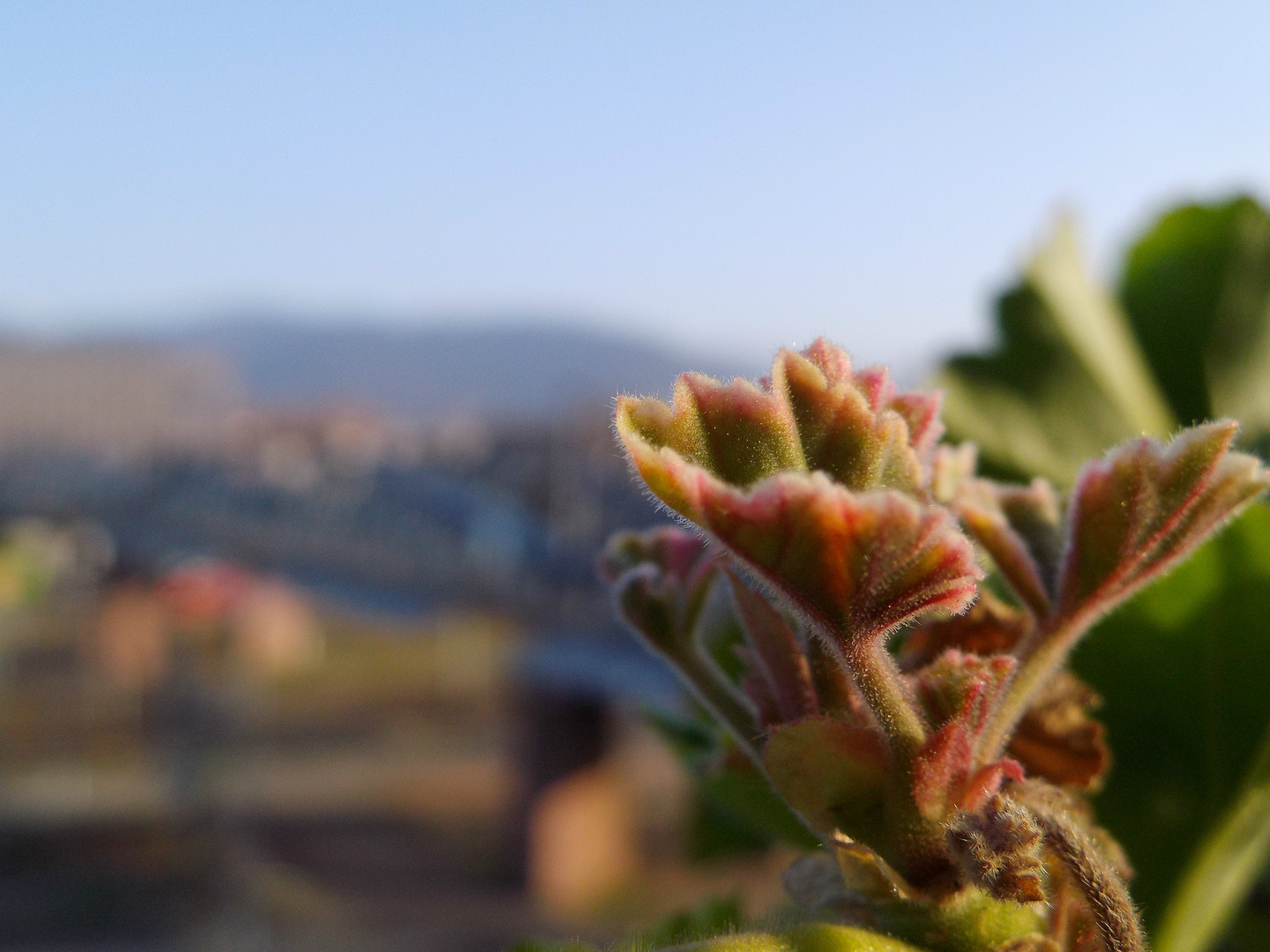 Frisches Geraniengrün auf der Terrasse des Cafés Vélo