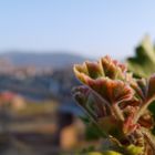 Frisches Geraniengrün auf der Terrasse des Cafés Vélo