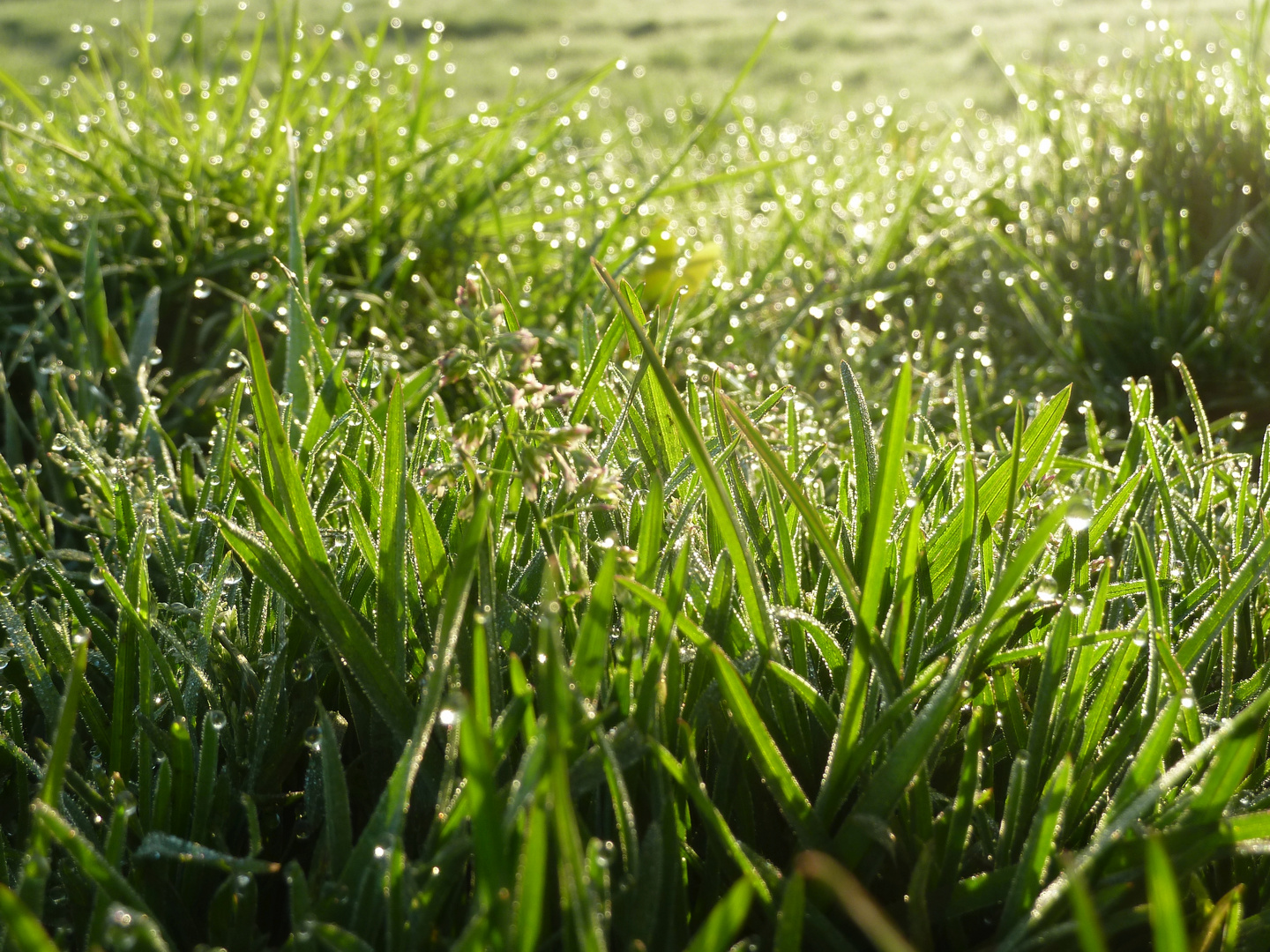 Frisches Gras im Gegenlicht mit Frühtau