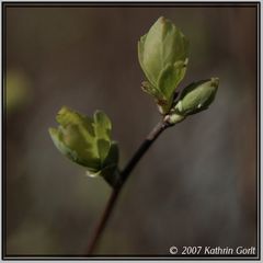 frisches Grün