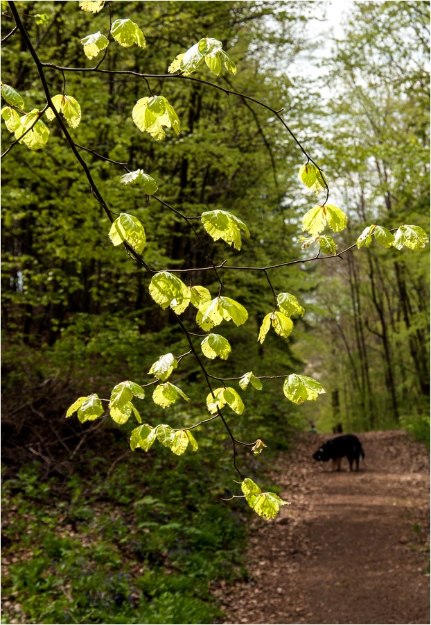 Frisches Grün