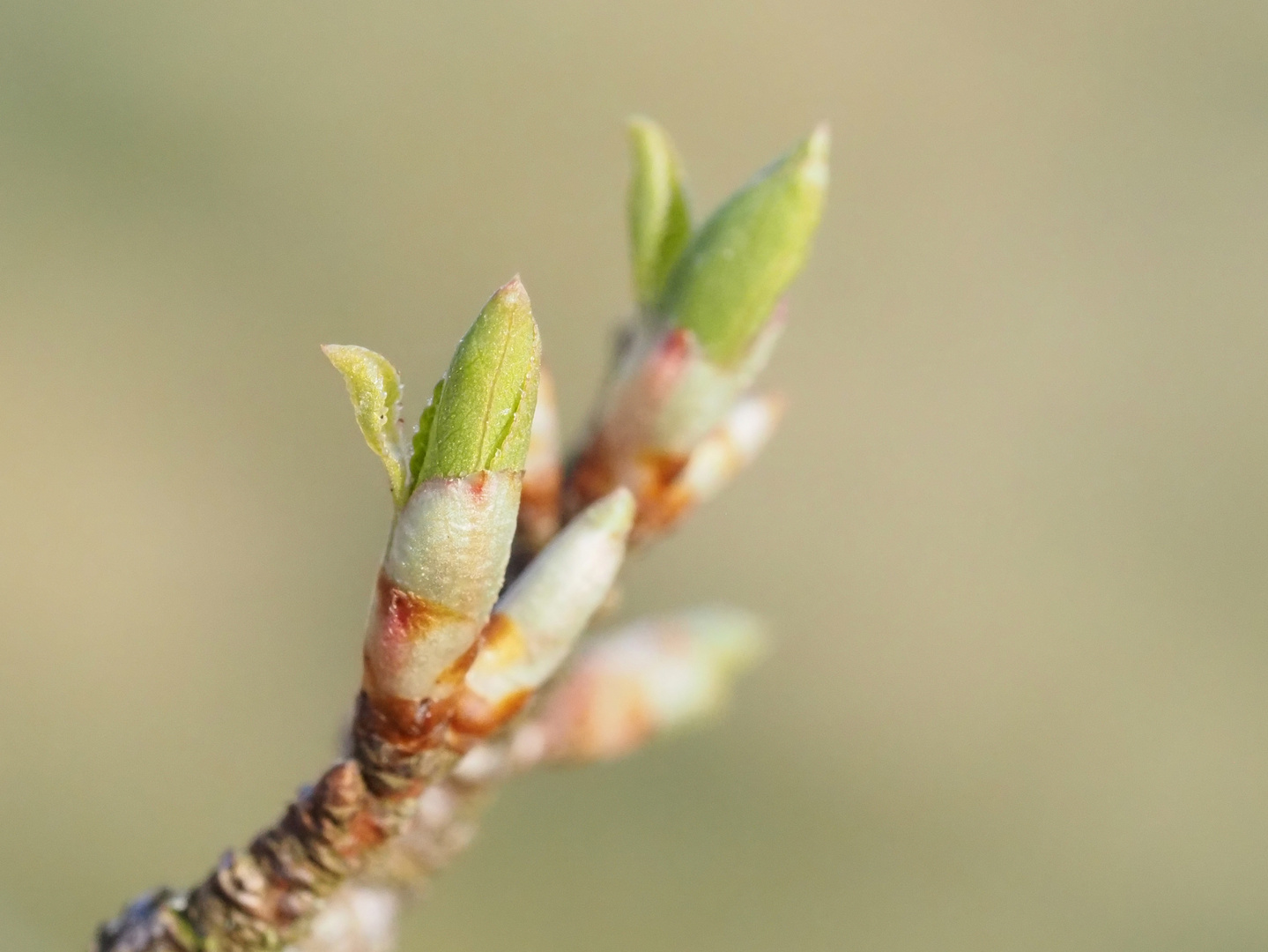 Frisches Grün