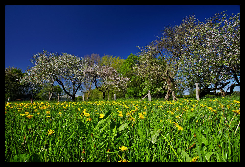 Frisches Grün /3.