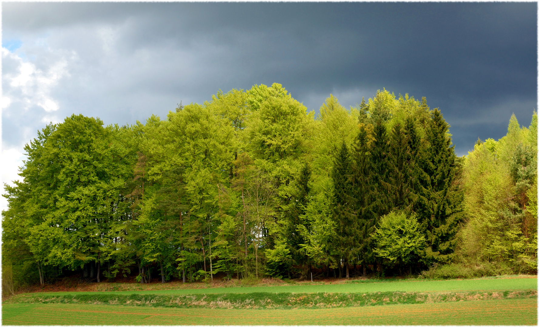 Frisches Grün