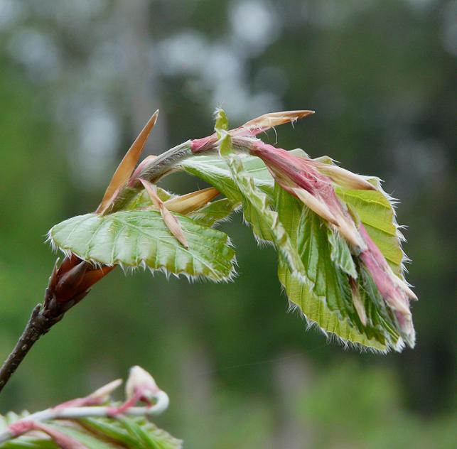 frisches Grün