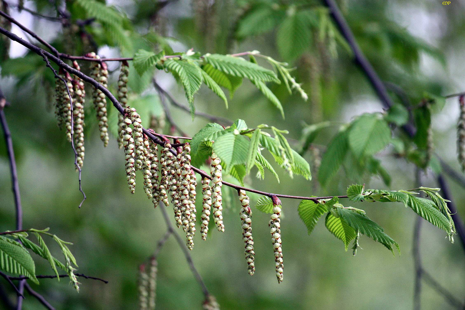 frisches Grün