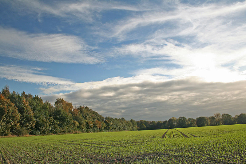 frisches Grün...