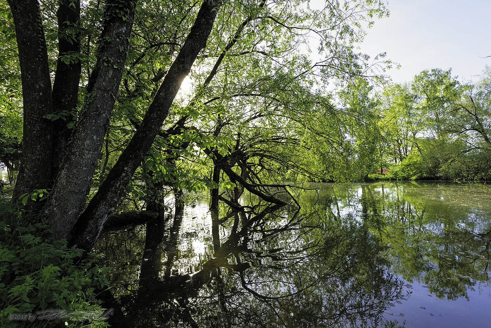 Frisches Grün