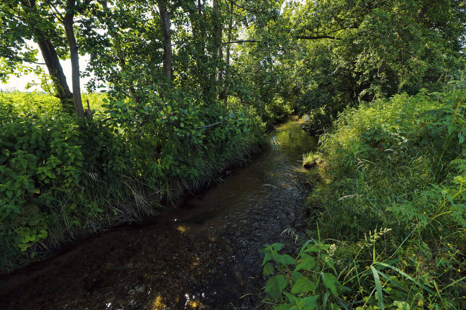 Frisches Grün am Bach