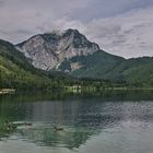 Frisches Grün am Langbathsee