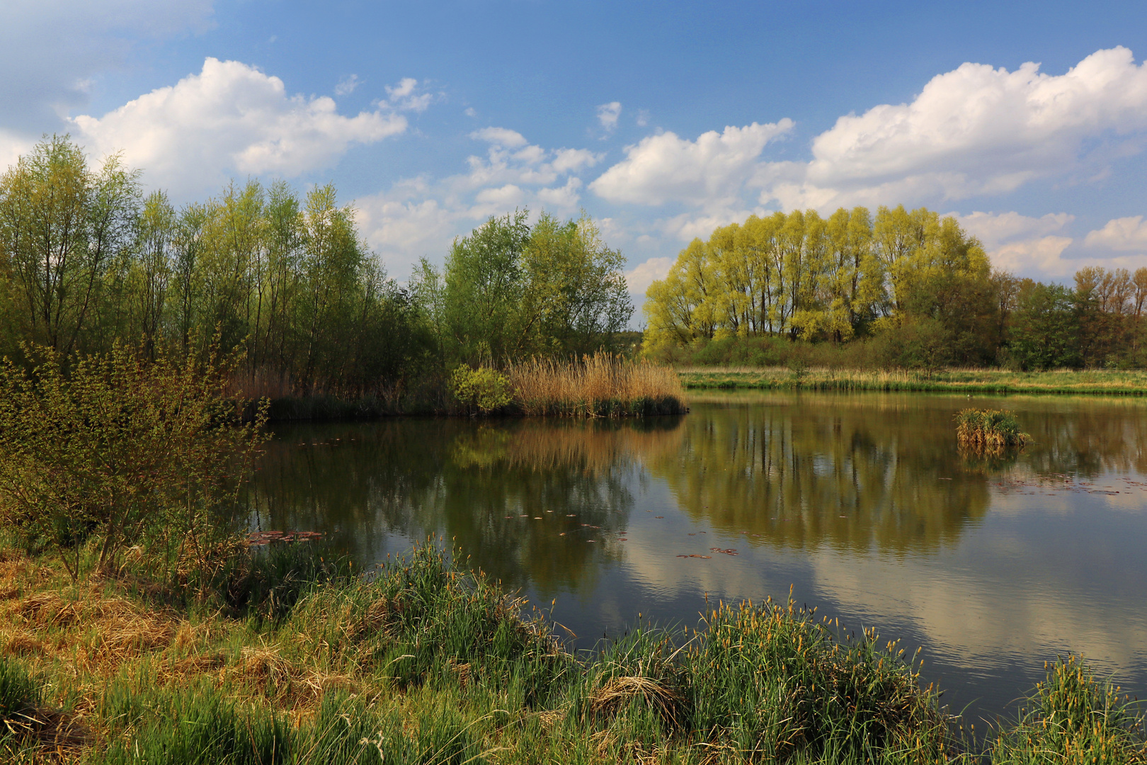 Frisches Grün am Teich