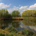 Frisches Grün am Teich