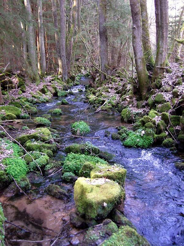 Frisches Grün am/im Bach