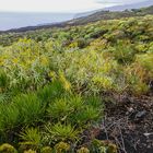 frisches Grün auf alter Lava