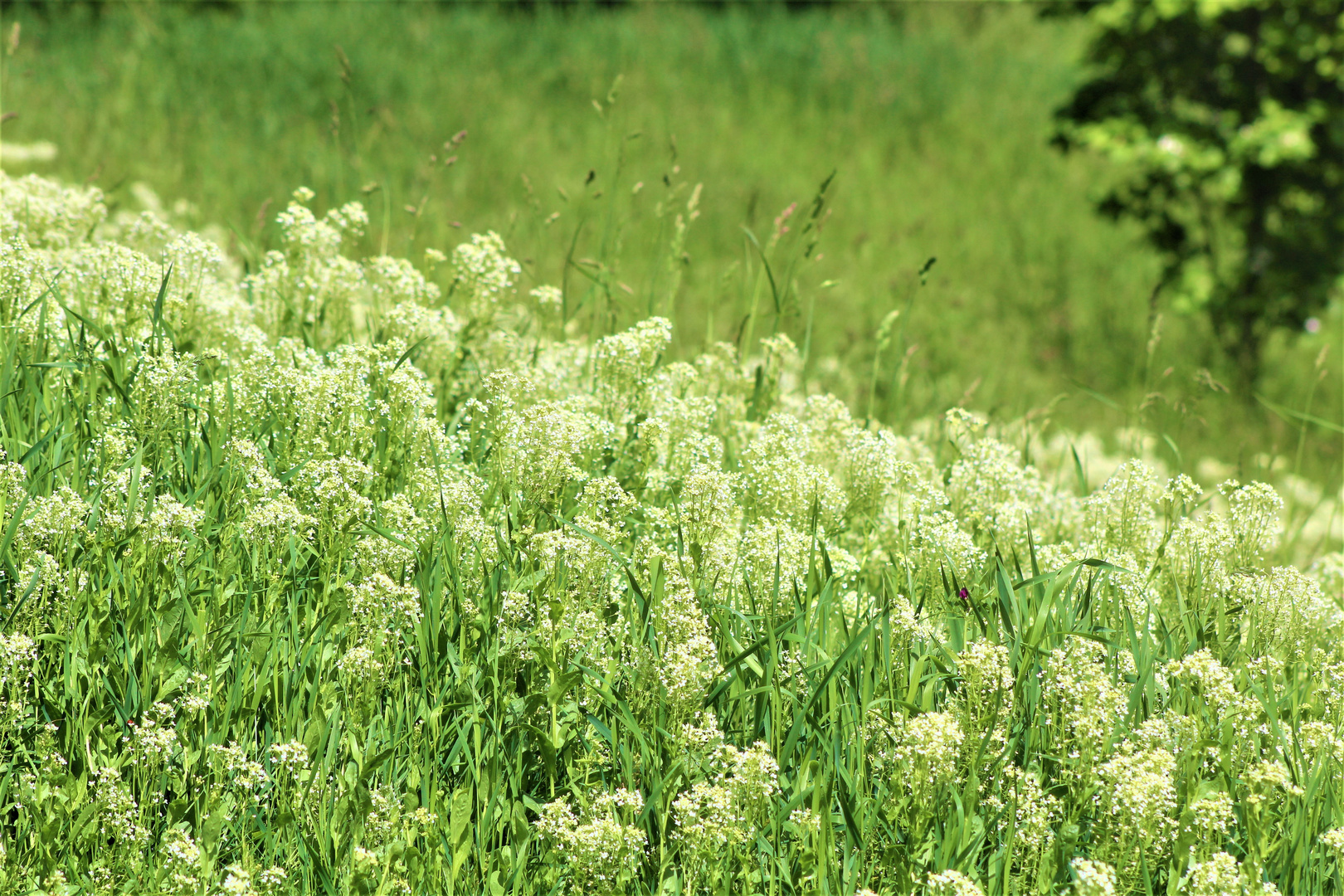 frisches Grün auf den Wiesen,. der Frühling