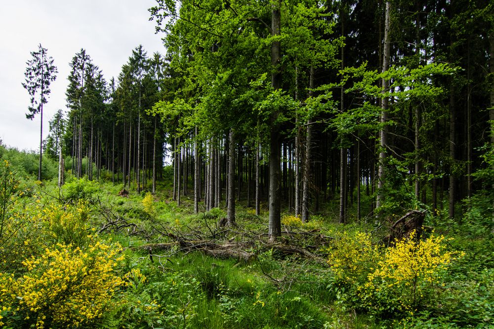 frisches Grün