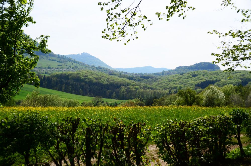 Frisches Grün Foto & Bild landschaft, Äcker, felder & wiesen, heimat