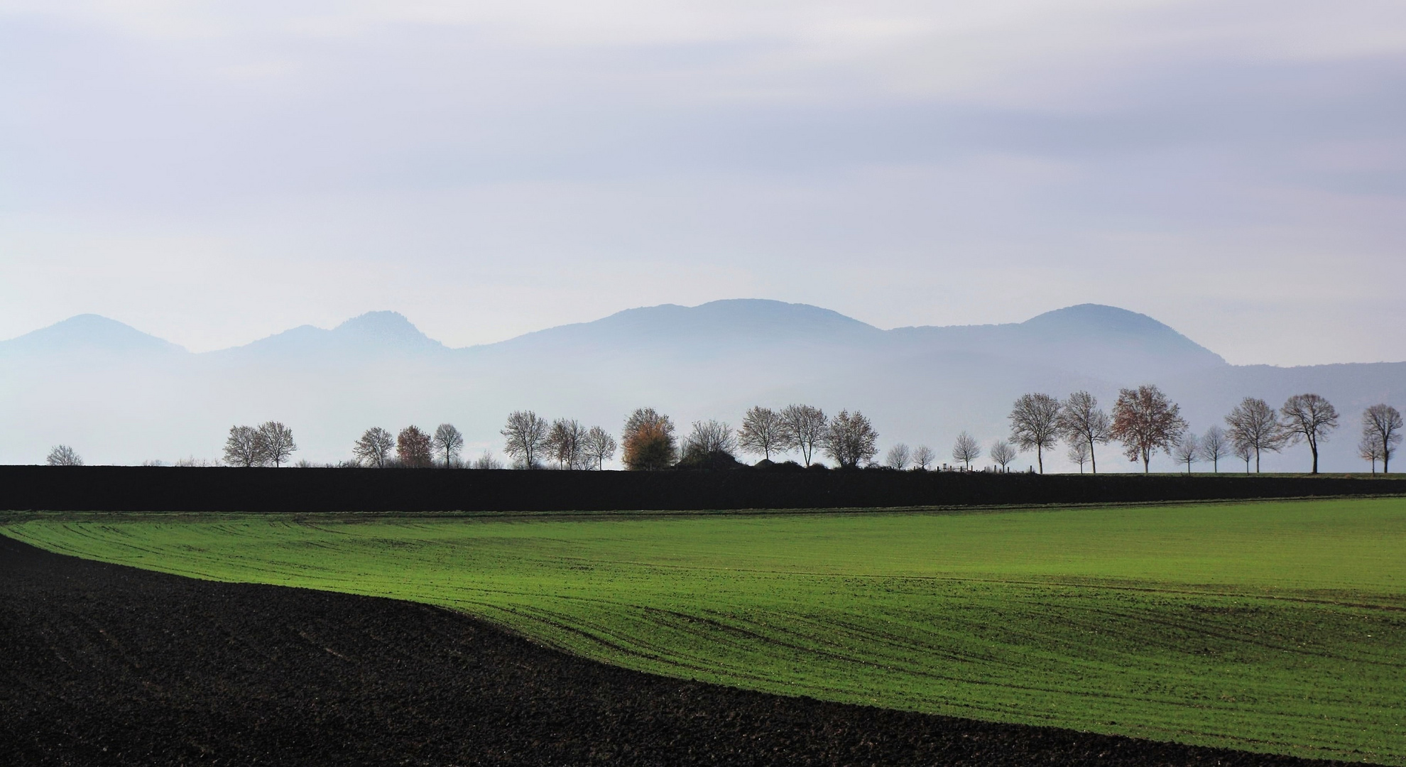 Frisches Grün