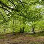 Frisches Grün der Buchen 2