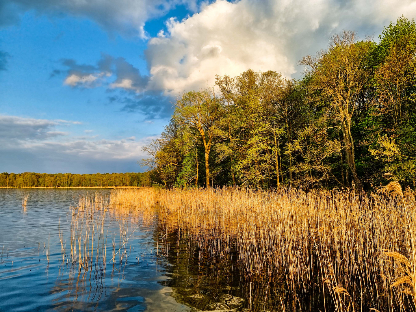 Frisches Grün hinter altem Schilf