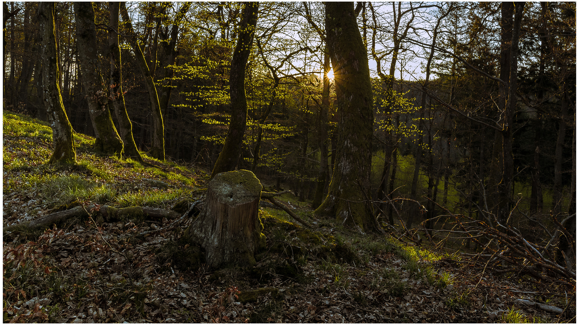 Frisches Grün im Abendlicht