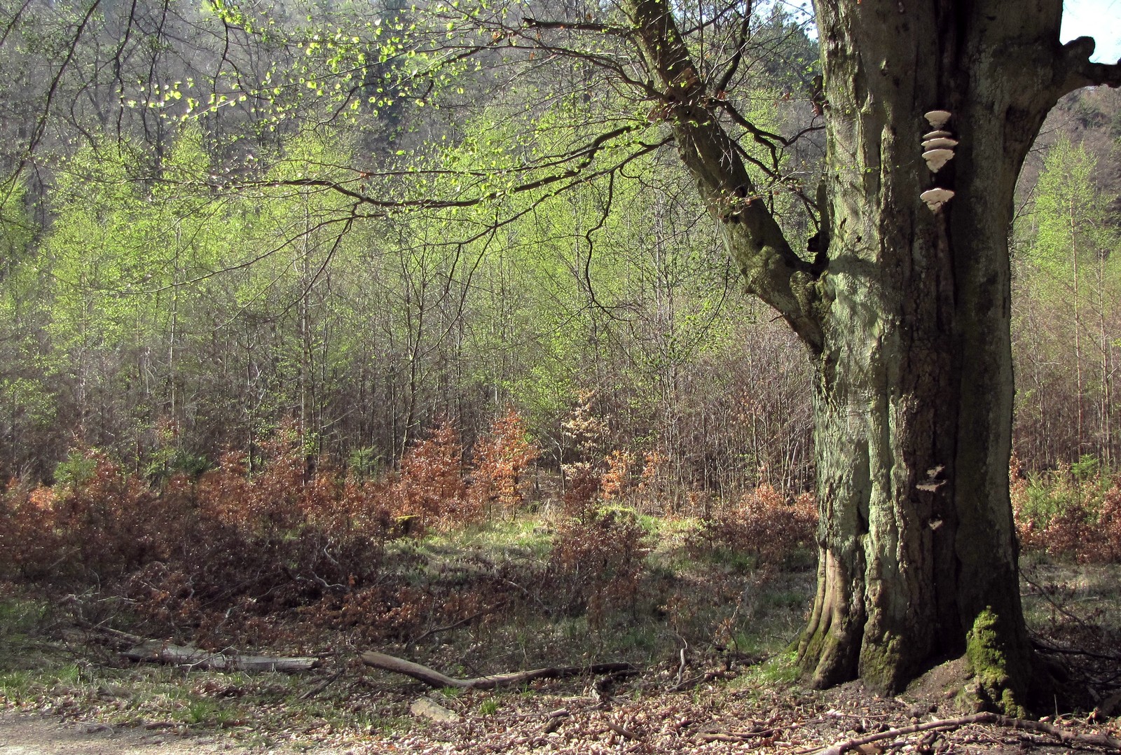 Frisches Grün im alten Wald