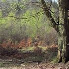 Frisches Grün im alten Wald