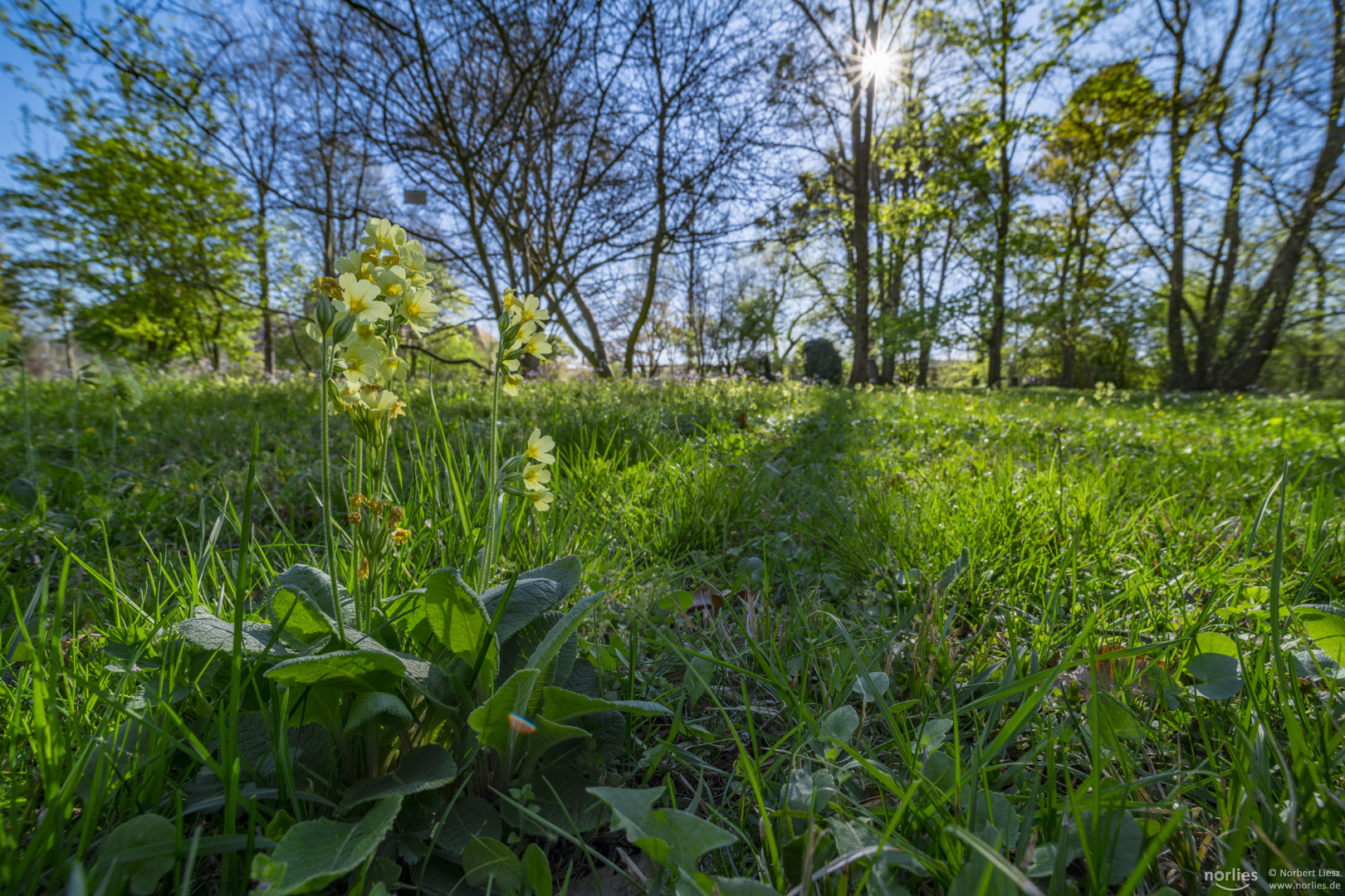 Frisches Grün im Frühling