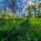 Frisches Grün im Frühling