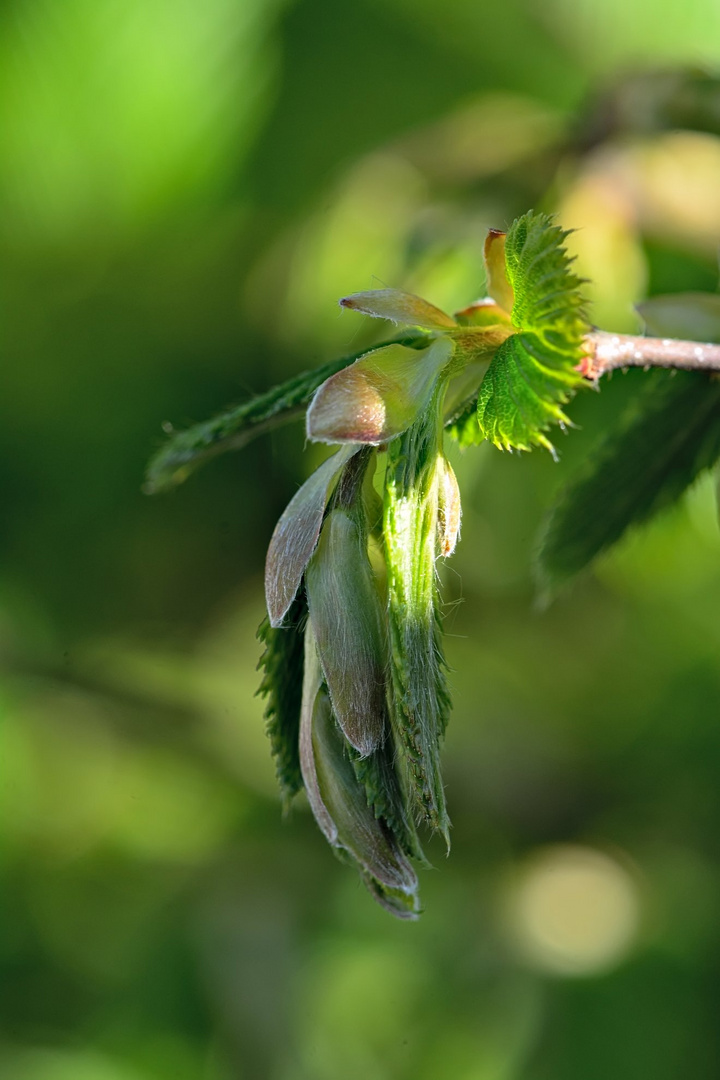 Frisches grün im Frühling